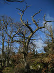 Spooky tree by CAStock