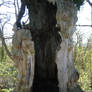 Hollow tree