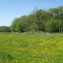 Dandelion field