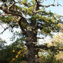 Lumpy oak tree