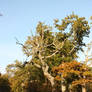 Autumn oak trees