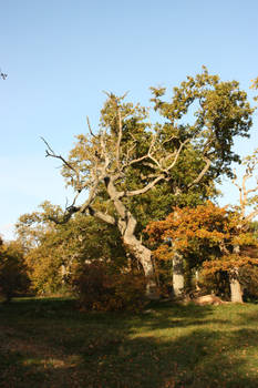 Autumn oak trees