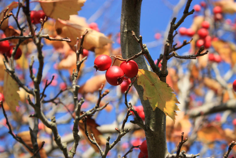 Berries