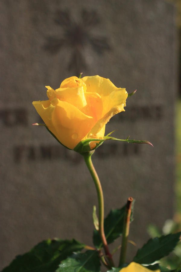 Yellow rose