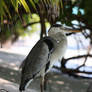 Heron