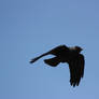 Jackdaw in flight 2