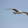 Seagull in flight 1