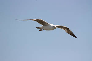 Seagull in flight 1