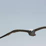 Seagull in flight 2