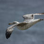 Seagull in flight 4
