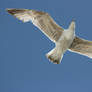Seagull in flight 5