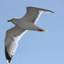 Seagull in flight 6
