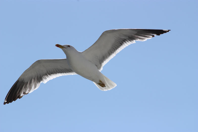 Seagull in flight 11