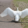 Swan wings 1