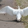 Swan wings 2