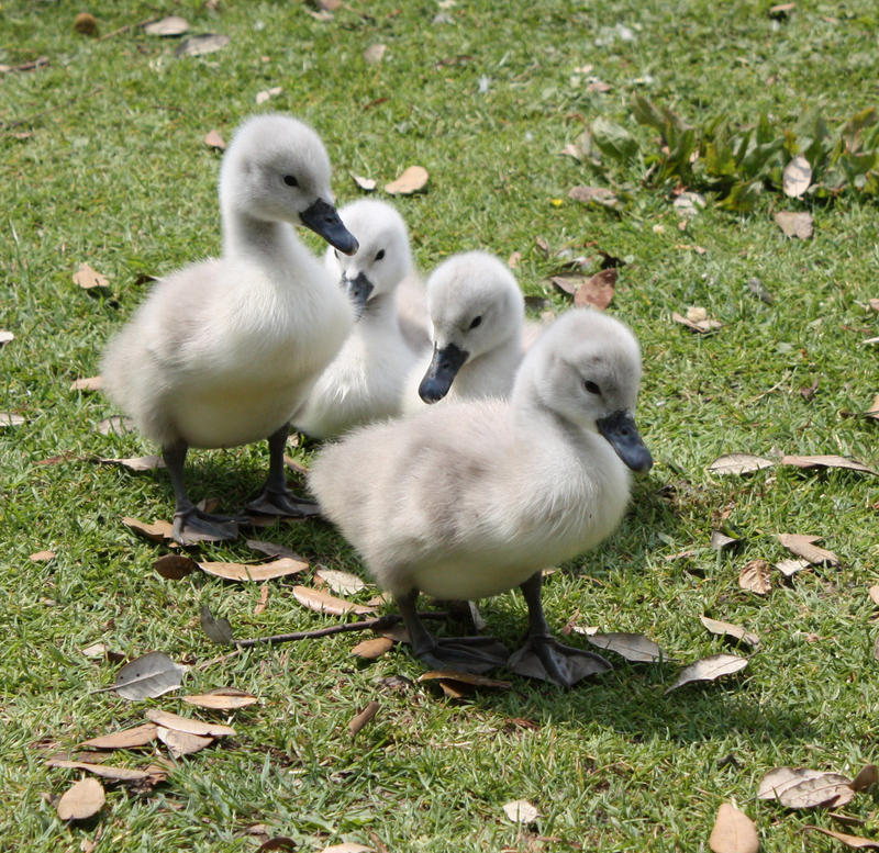 Cygnets 1