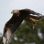 Red kite close up