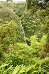 Rain forest 2