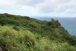 Wild grass by CAStock