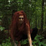 Wild 2