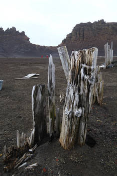 Deception Island wood