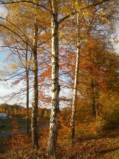 Birches by CAStock