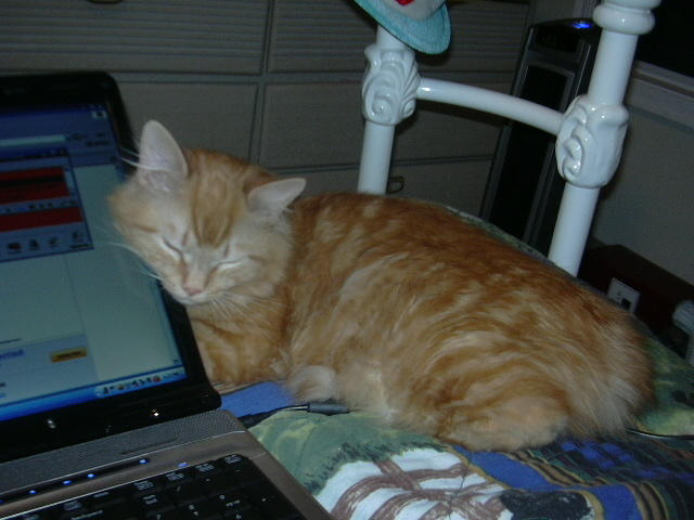 Computer Kitty 'Crash' by LegendsG on DeviantArt