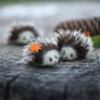 Hedgehogs