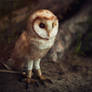 Barn owl Chloe