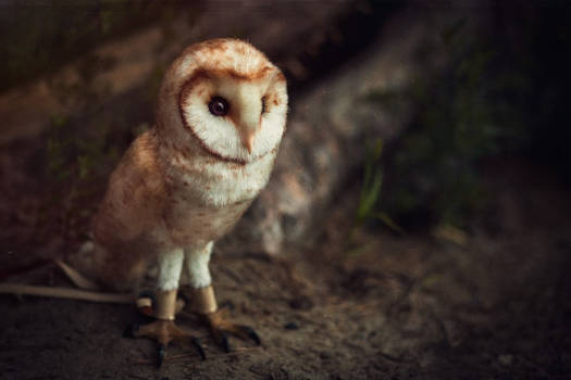 Barn owl Chloe