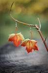 Earrings Gifts of Autumn