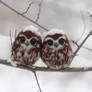 Brooch Owlet