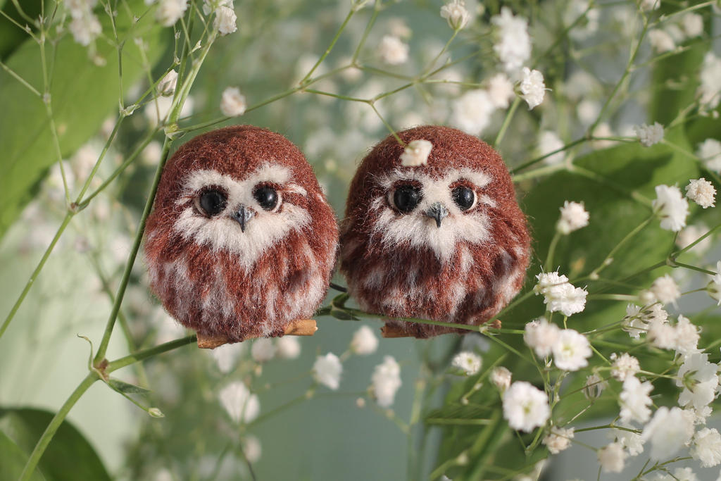 Owlets and Spring