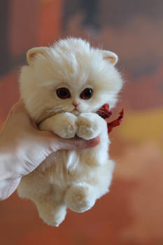 Albino kitten