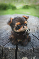 Yorkshire Terrier puppy