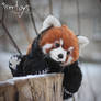 Red panda [stuffed toy]