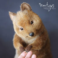 The Quokka [stuffed toy]