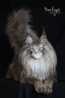 Maine coon [Stuffed toy]