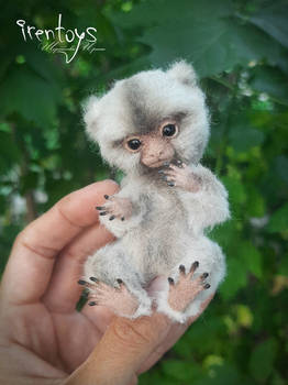 The Little Marmoset