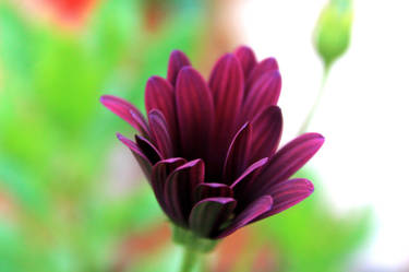 Purple flower