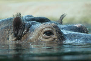 Hippo