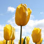 Yellow Tulip