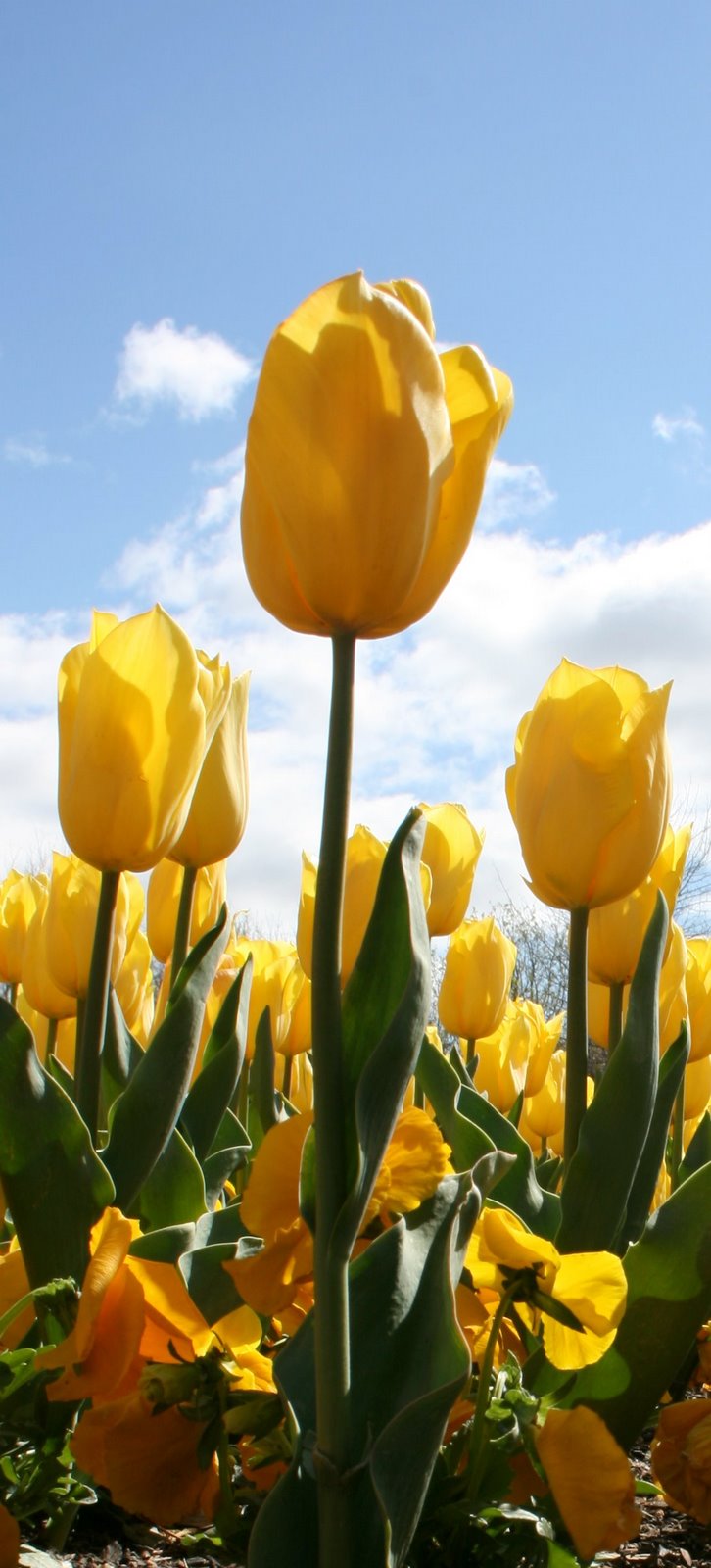 Yellow Tulip