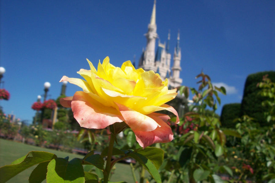 Disney Rose by JediChickFallon on DeviantArt