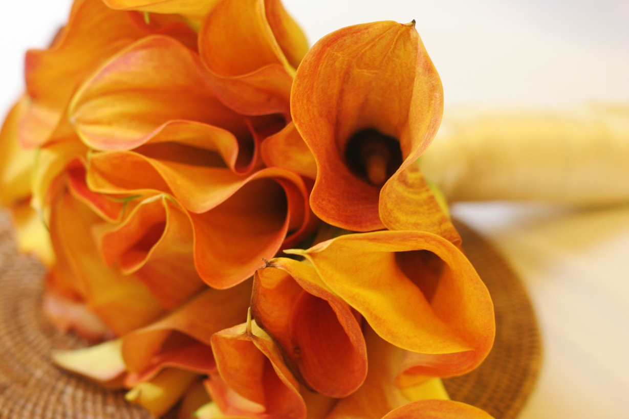 mango calla lilies