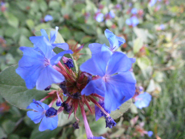blue flower red thorns real