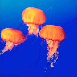 jellies