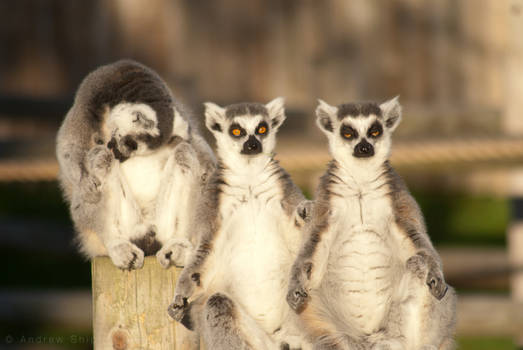 Lemurs at Drusillas Park