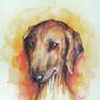 dog-watercolours