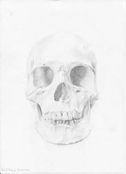 Front view Skull study